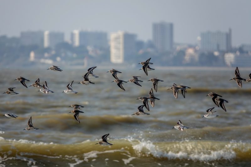 Bécasseaux variables et sanderlings